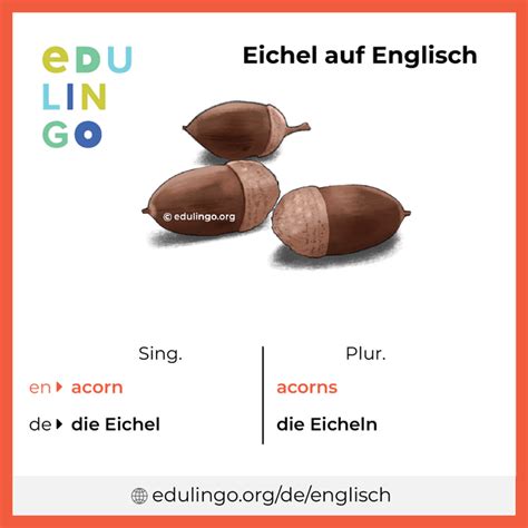 eichel auf englisch